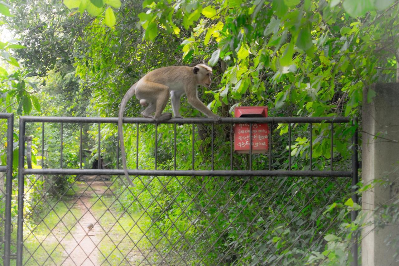 Green Cottage Anuradhapura Luaran gambar